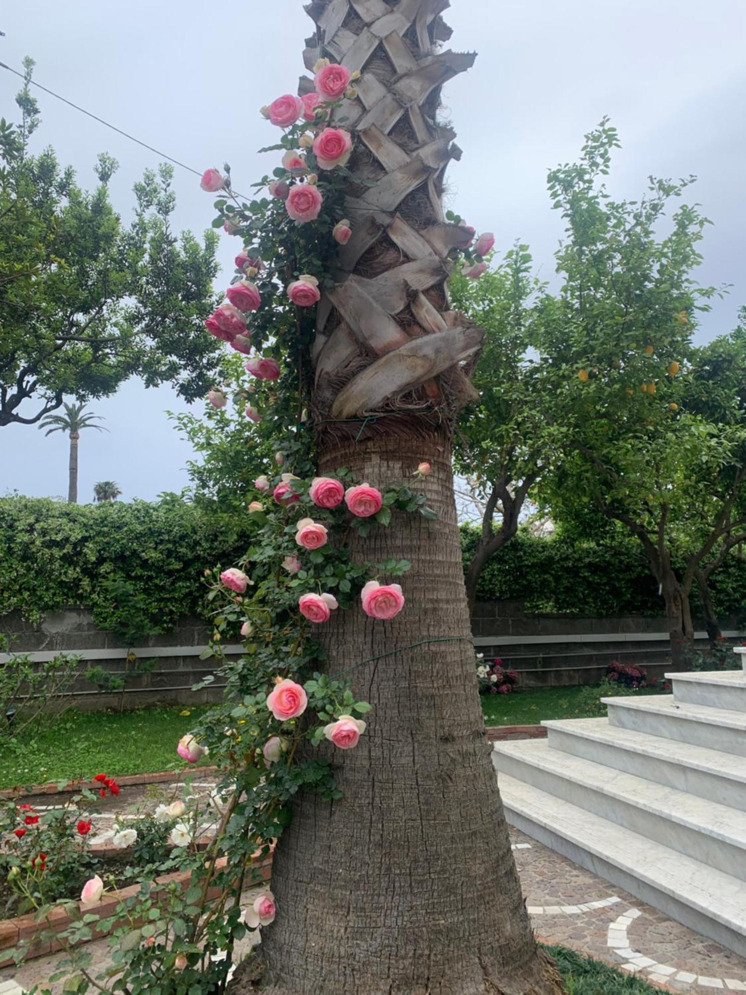 Villa Cettina Boutique Hotel Сорренто Экстерьер фото